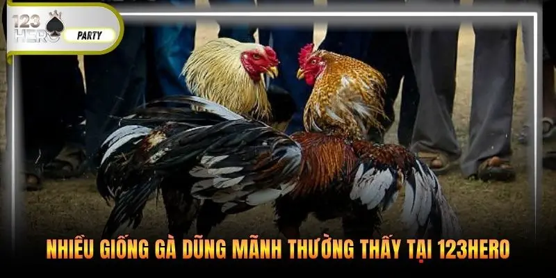 Nhiều giống gà dũng mãnh thường thấy tại 123Hero