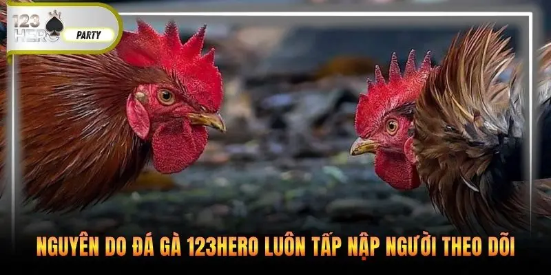 Nguyên do đá gà 123Hero luôn tấp nập người theo dõi