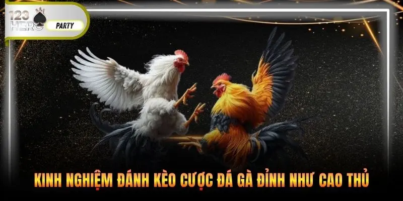 Kinh nghiệm đánh kèo cược đá gà đỉnh như cao thủ