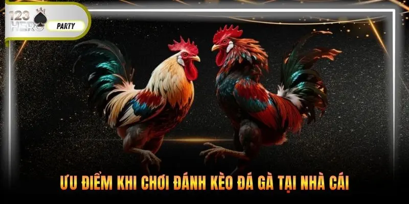 Ưu điểm khi chơi đánh kèo đá gà tại nhà cái 