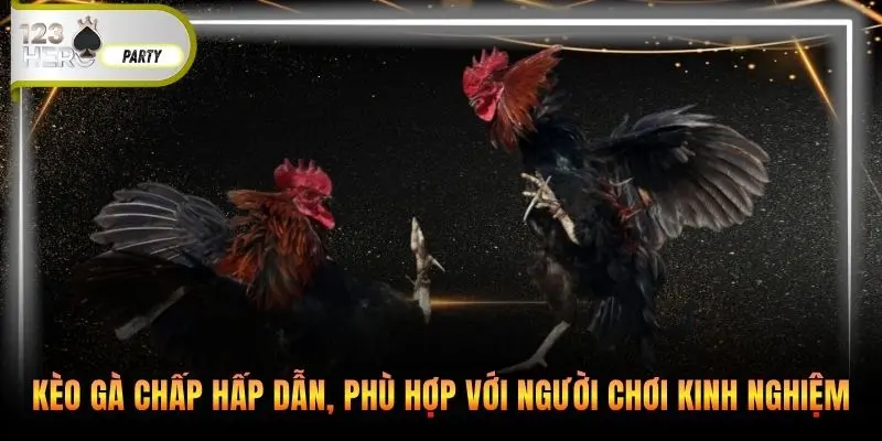 Kèo gà chấp hấp dẫn, phù hợp với người chơi kinh nghiệm